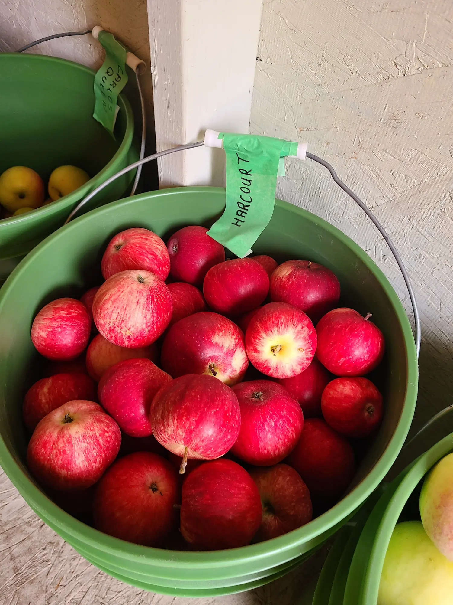 Harcourt Apple