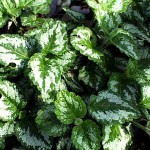 Lamiastrum_galeobdolonvariegata