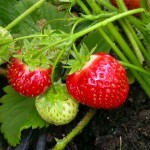 Strawberry_Honeoye