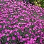 firewitch_dianthus