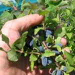 fruittrees_clip_image002