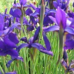 purplesiberianiris02