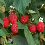 raspberry-Boyne