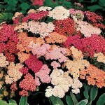 yarrow_summer_berries_2