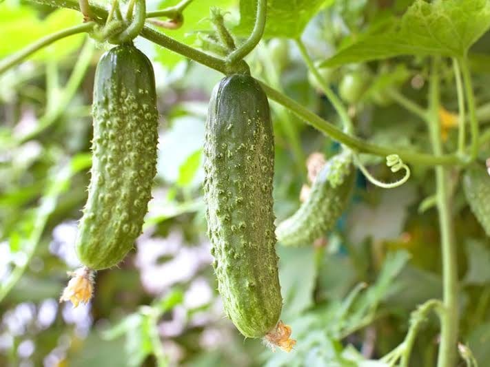 Pickling Cucumbers