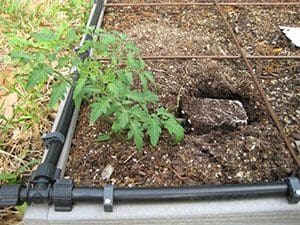 Planting Tomatoes