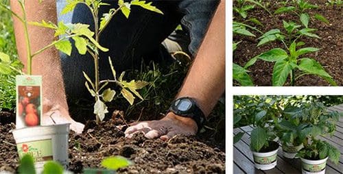 Tomato Planting