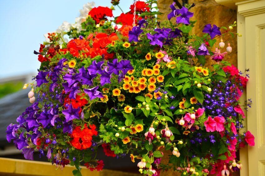 Pre-Order Spring Hanging Basket