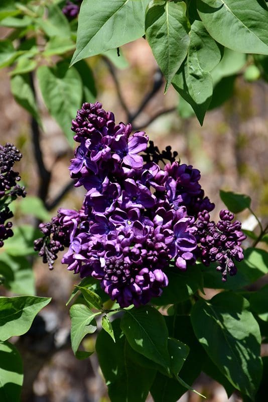 Featured image for “Agincourt Beauty French Lilac”