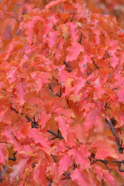 Featured image for “Amur Maple”
