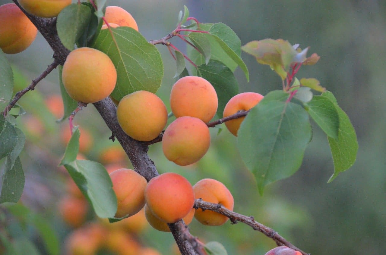 Featured image for “Debbie’s Gold Apricot”