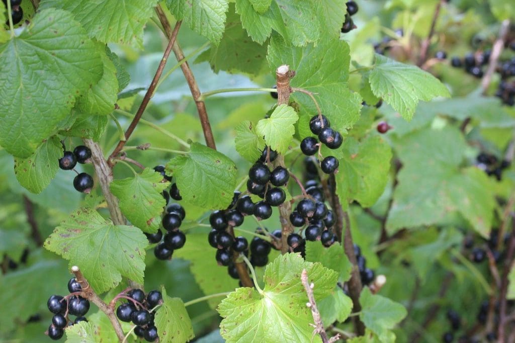 Photo courtesy Jeffries Nurseries