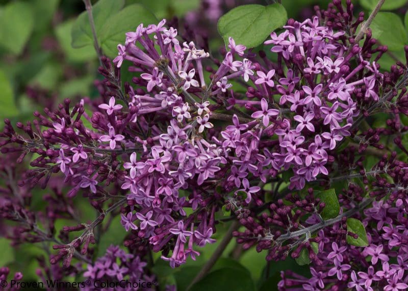 Featured image for “Bloomerang® Dark Purple Lilac”