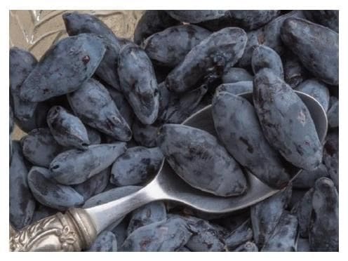 Featured image for “Boreal Blizzard Haskap Berry”