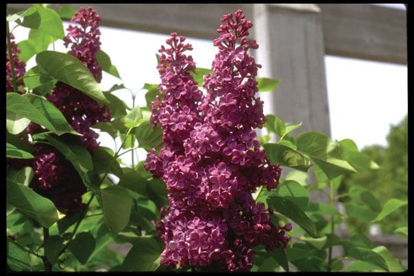 Featured image for “Charles Joly French Lilac”