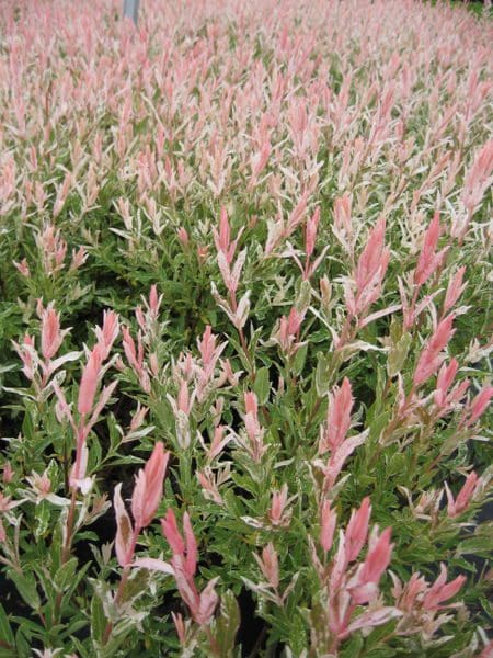 Featured image for “Flamingo Willow”