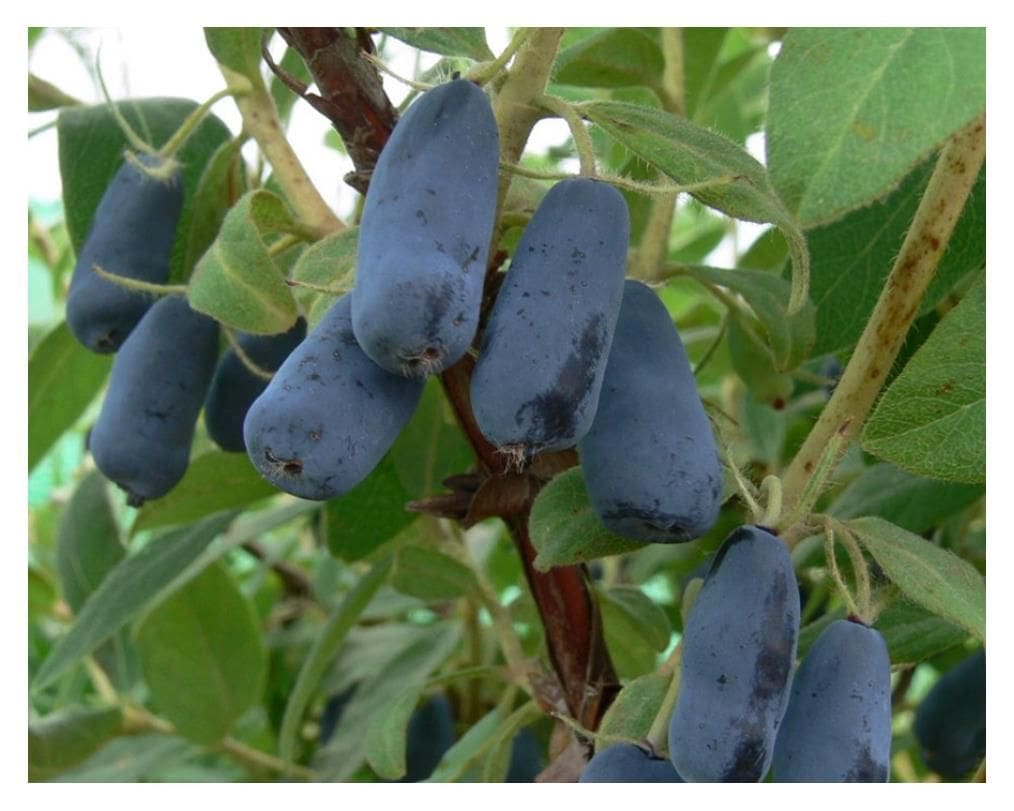 Featured image for “Honeybee Haskap Berry”