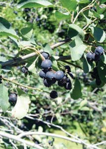 Featured image for “Martin Saskatoon”