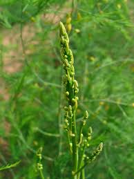 Featured image for “Asparagus Mary Washington”