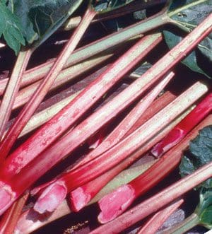 Featured image for “Mcdonald’s Red Rhubarb”