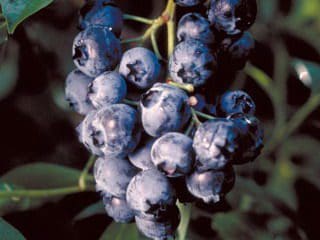 Featured image for “Northcountry Blueberry”