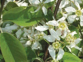 Featured image for “Northline Saskatoon”