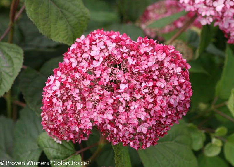 Featured image for “Invincibelle® Ruby Hydrangea”