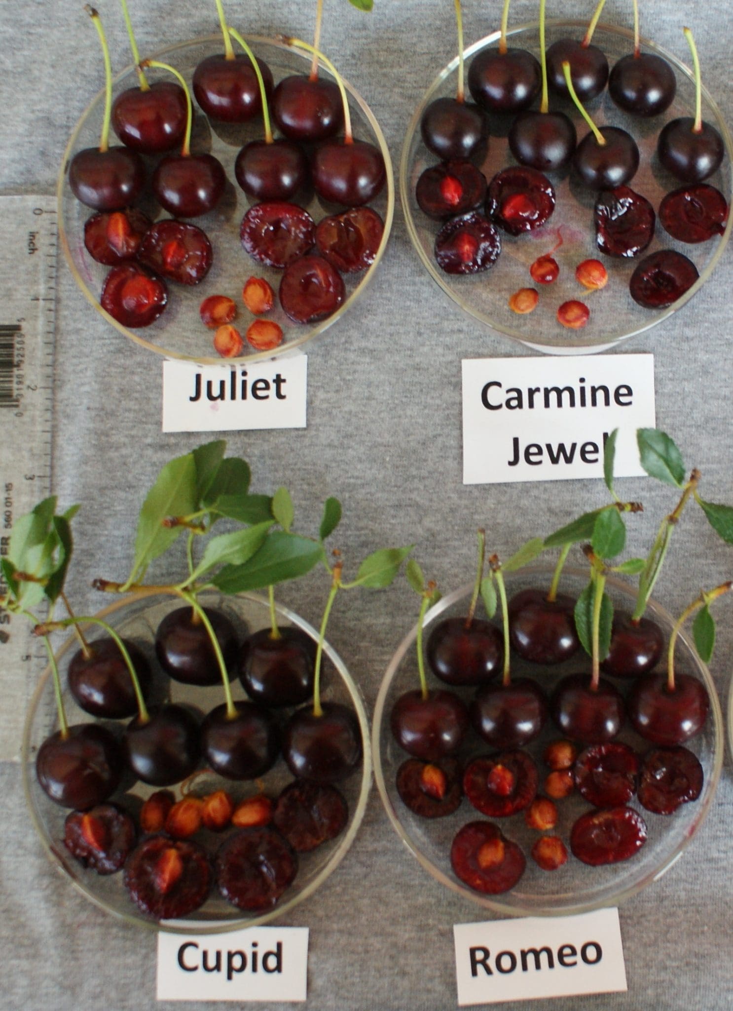 Featured image for “Juliet Cherry”