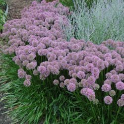 Photo courtesy NetPS Plant Finder