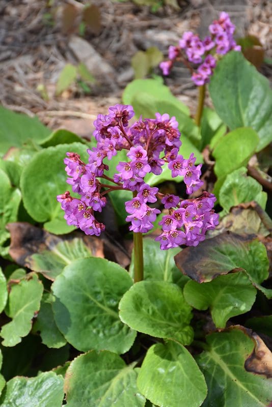 Photo courtesy NetPS Plant Finder