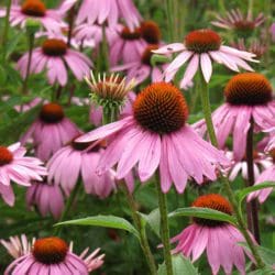 Photo courtesy NetPS Plant Finder