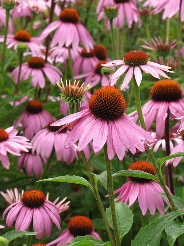 Photo courtesy NetPS Plant Finder