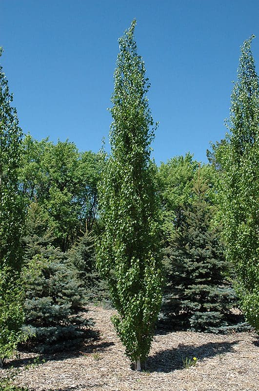 Featured image for “Parkland Pillar Birch”