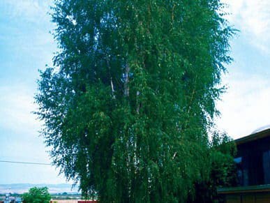 Featured image for “Weeping Cutleaf Birch”
