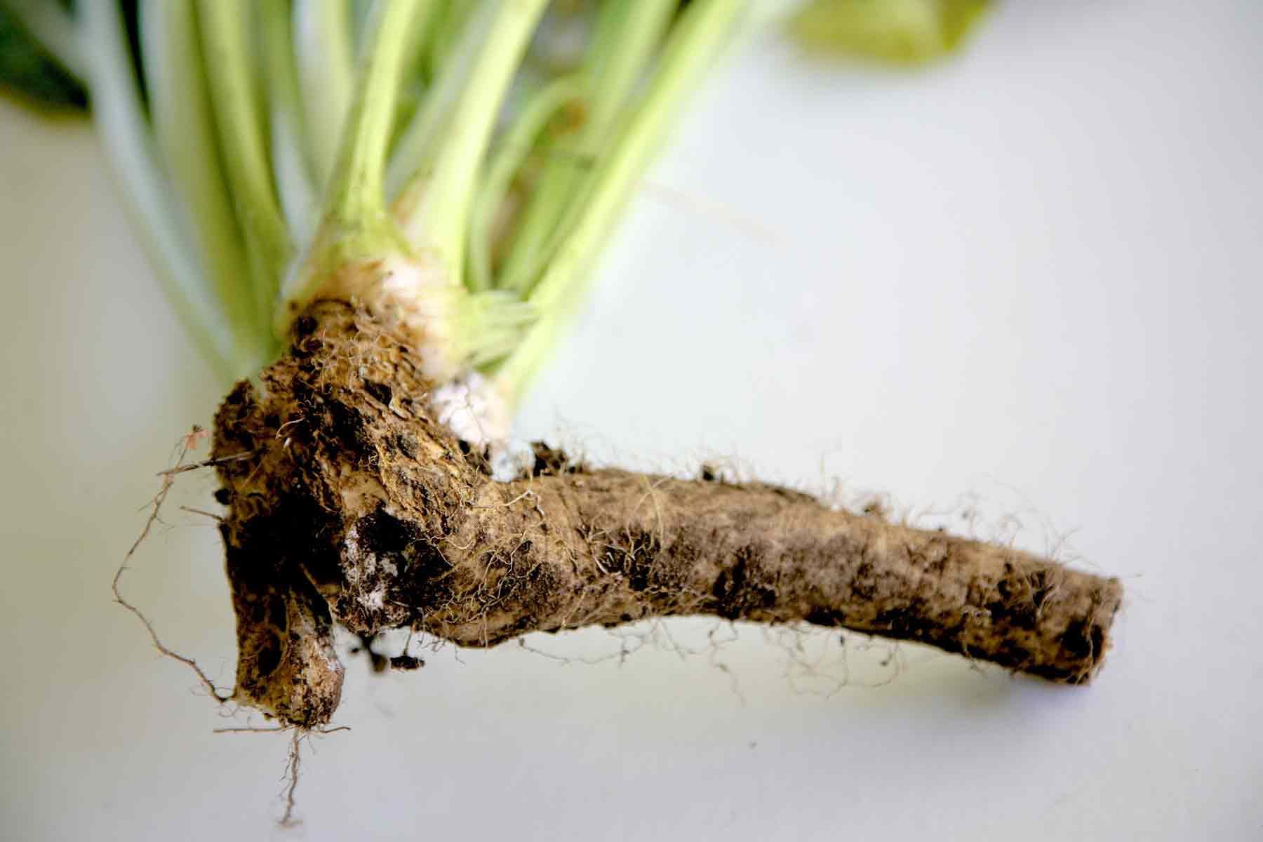 Featured image for “Horseradish”