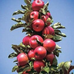 Photo Courtesy T&T Seeds