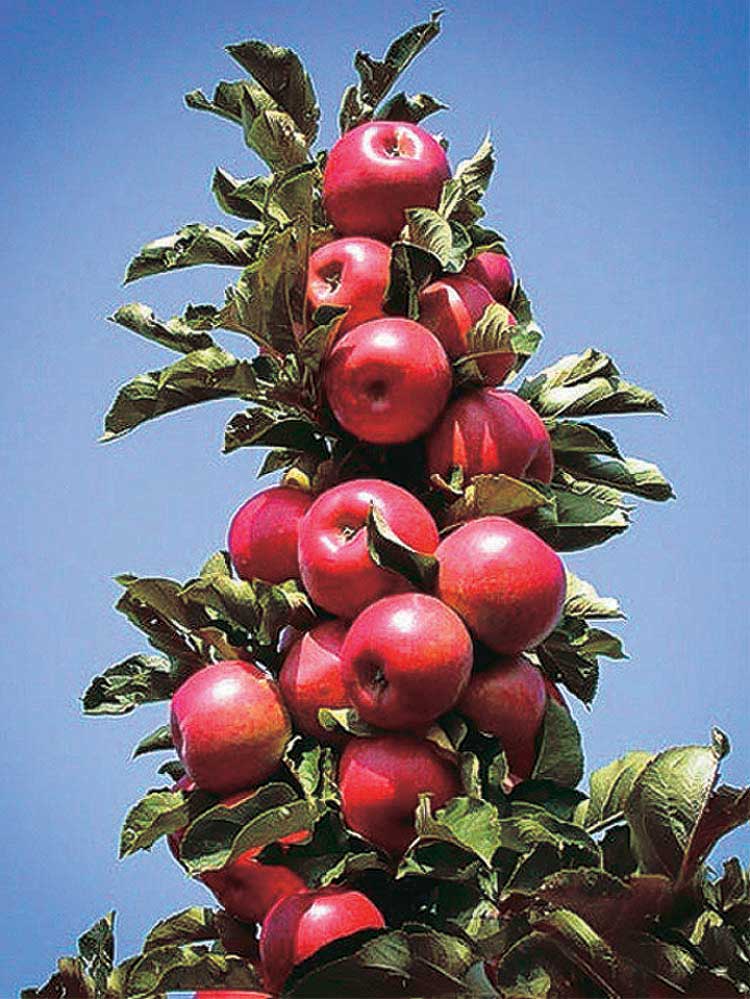 Featured image for “TreasuRed Columnar Apple”