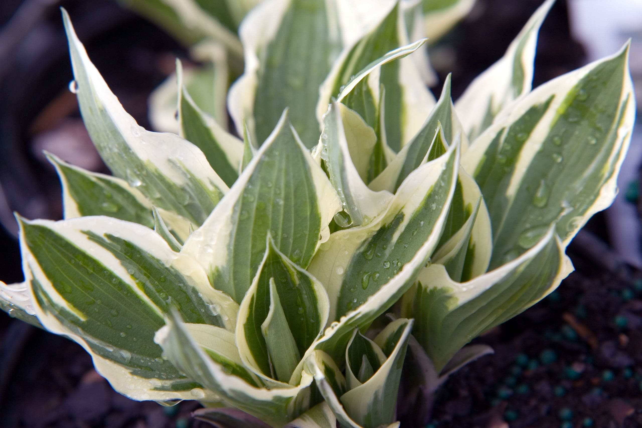 Patriot Hosta