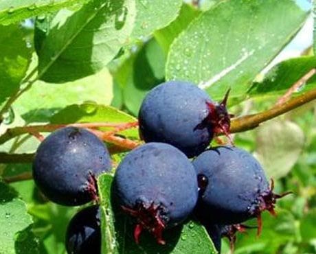 Featured image for “Smokey Saskatoon”