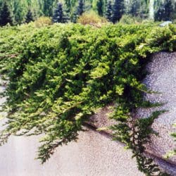 Photo Courtesy NetPS Plant Finder