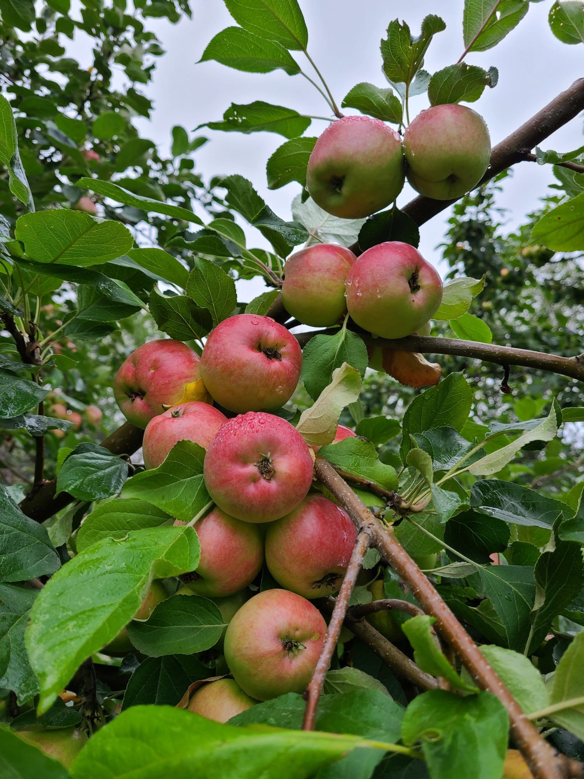 Fall Harvest Orchard Package - Image 6