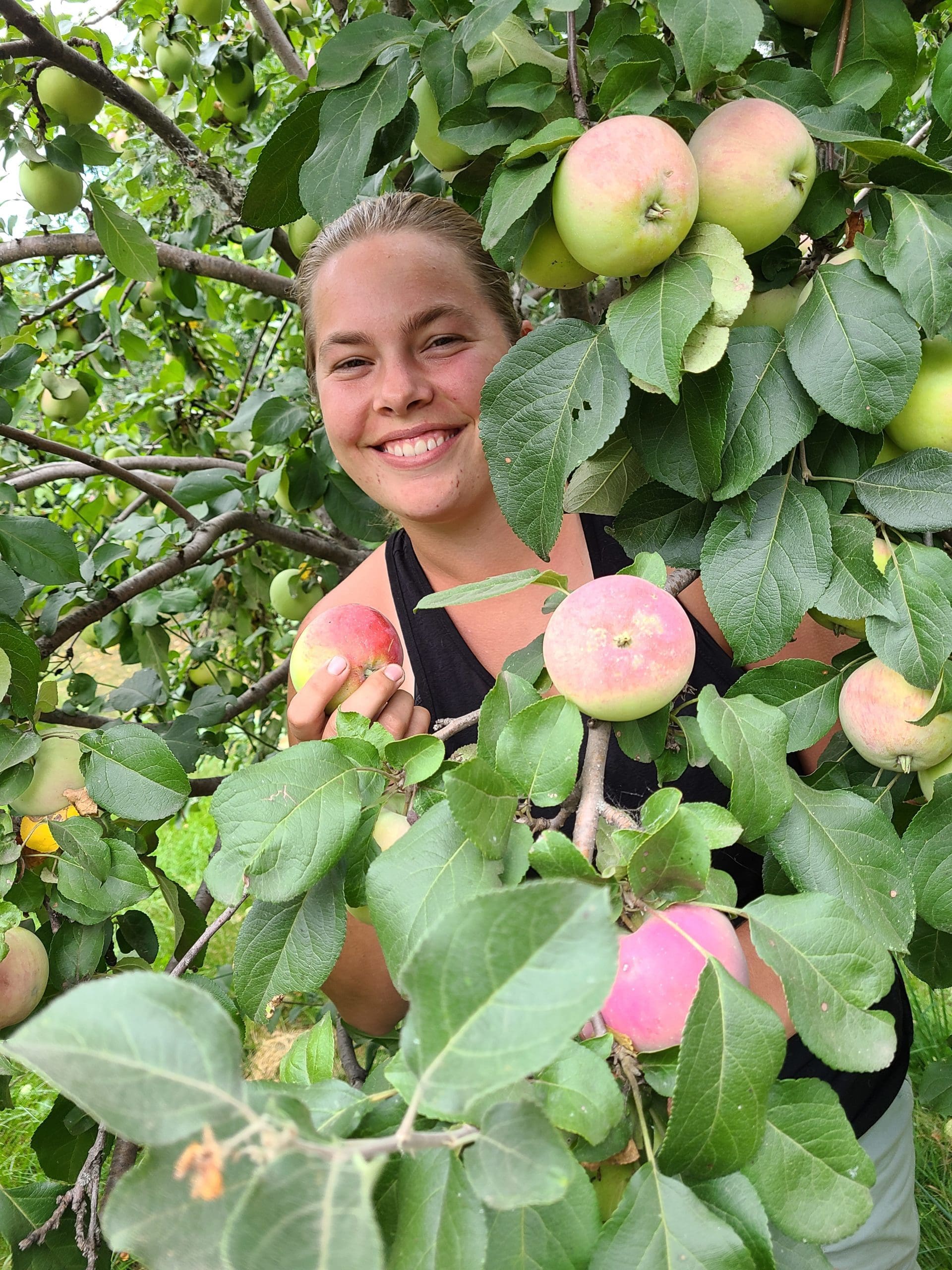 Featured image for “Fall Harvest Orchard Package”