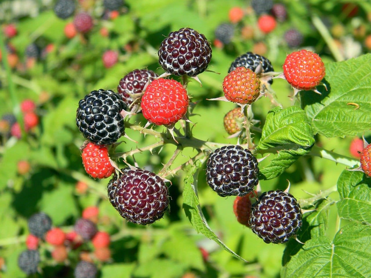 Featured image for “Black Raspberry”