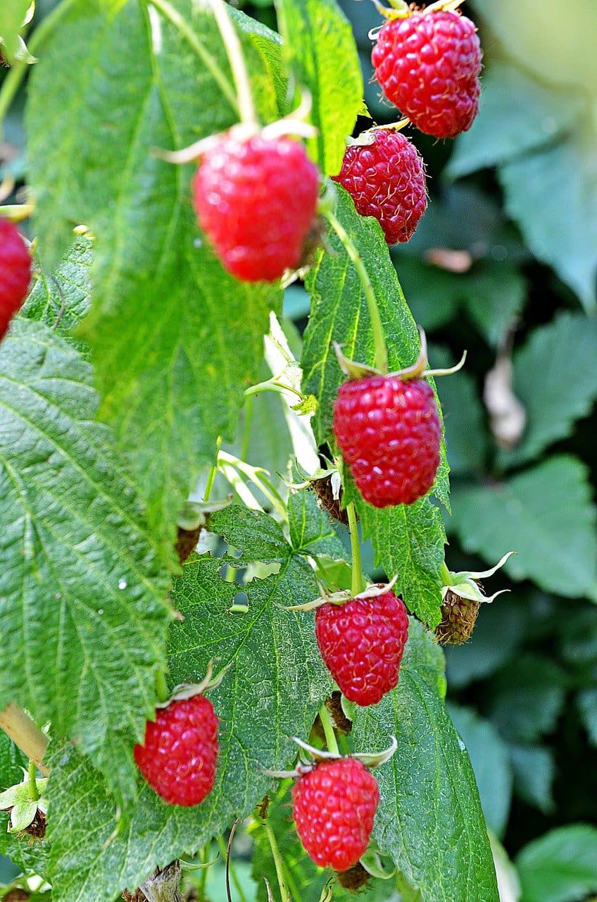 Featured image for “Nova Raspberry”