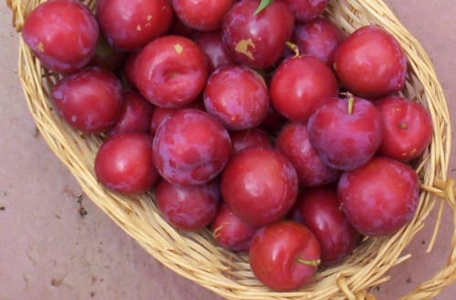 Featured image for “Valton Plum”