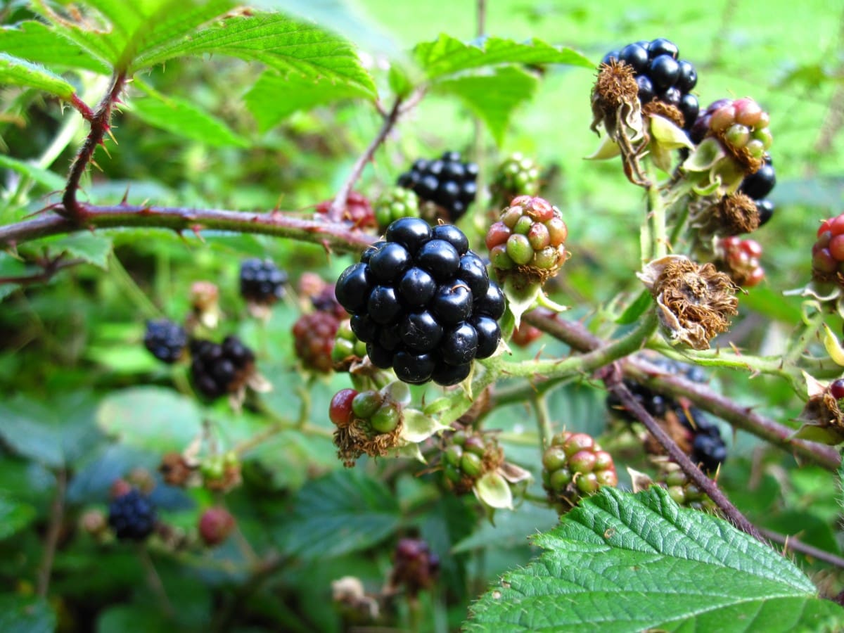 Featured image for “Wild Blackberry”