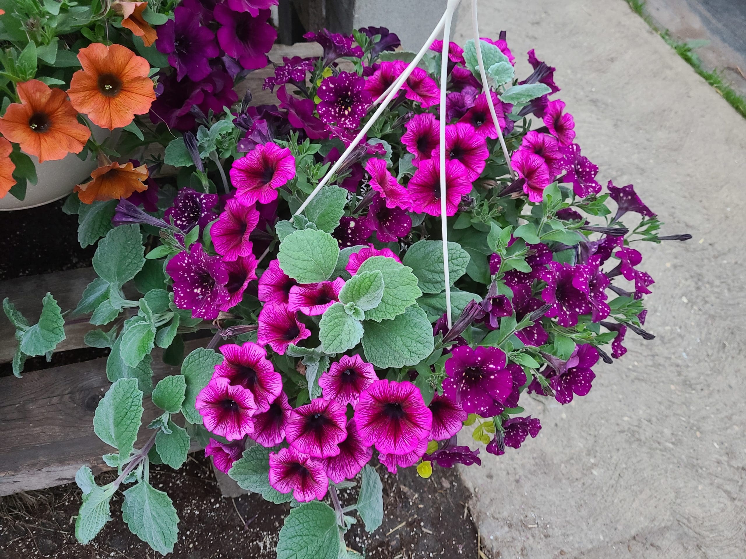 Pre-Order Spring Hanging Basket - Image 6