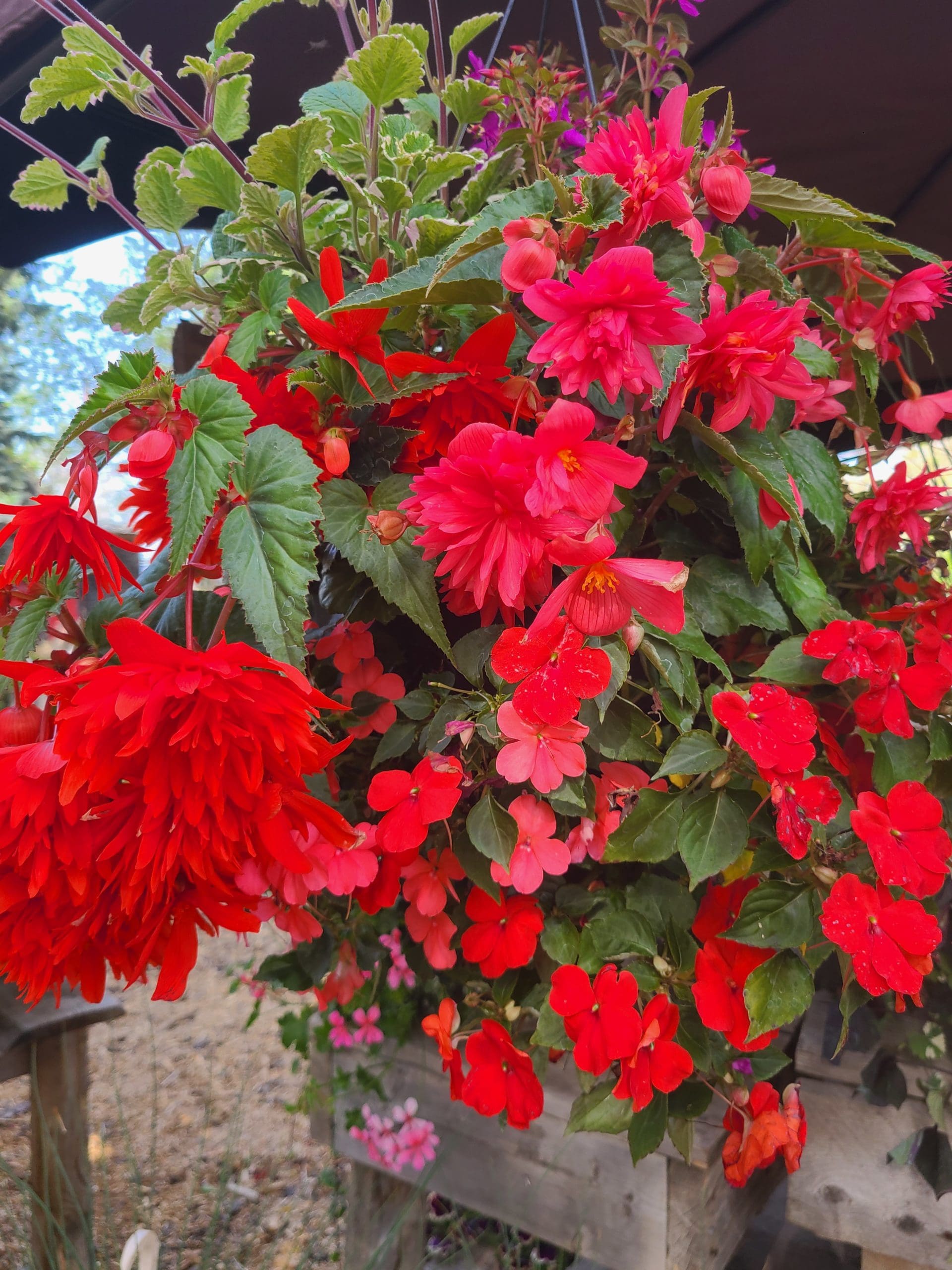 Pre-Order Spring Hanging Basket - Image 5