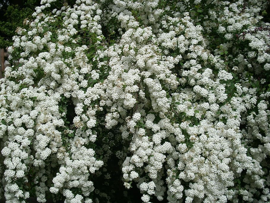 Three-Lobed Spirea