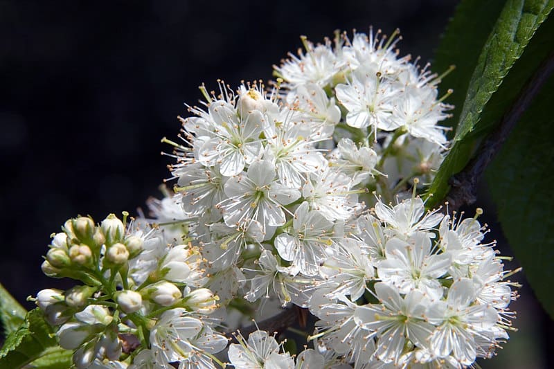 Featured image for “Klondike Amur Cherry”